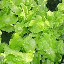 Green lettuce Lactuca sativa seeds for planting in home garden